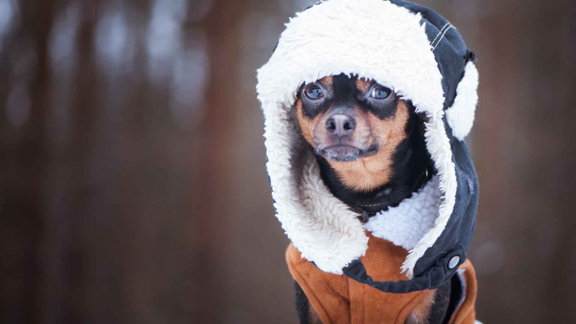 Los perros pueden sentir frio
